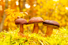 Pilzsaison